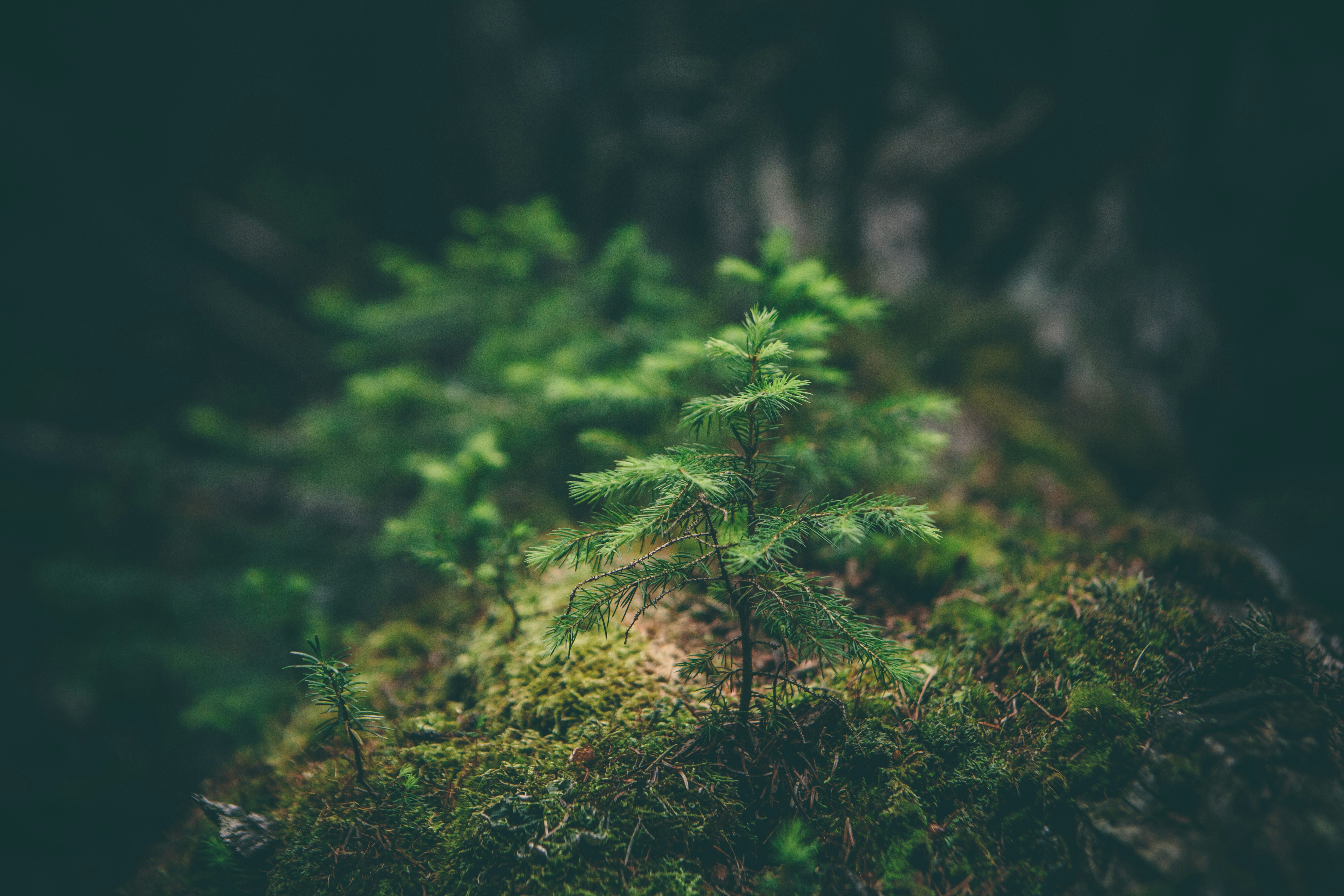 sprout